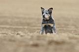 BOUVIER AUSTRALIEN 236